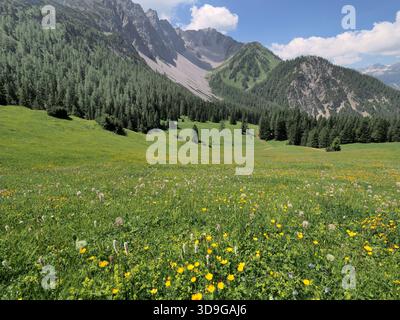 Vista panoramica sul prato fiorito e sulle montagne, Marienberg, Biberwier, Austria Foto Stock