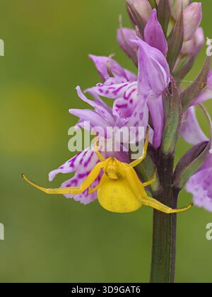 Orchidea maculata comune (Dactylorhiza maculata subsp. Fuchsii) con Goldenrod Crab Spider (Misumena vatia) in attesa di imboscata, Ehrwald, Austria, impilato Foto Stock
