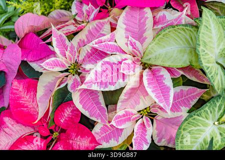 Primo piano sulla disposizione delle piante natalizie, tra cui le puntette rosse e rosa. Foto Stock