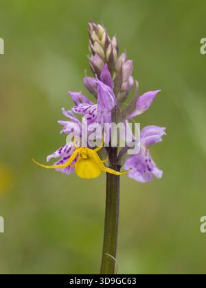 Orchidea maculata comune (Dactylorhiza maculata subsp. Fuchsii) con Goldenrod Crab Spider (Misumena vatia) in attesa di imboscata, Ehrwald, Austria Foto Stock