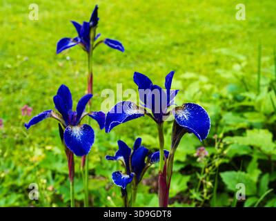 Borchie bianche sui fiori blu dell'iride siberiana, Iris sibirica "Silver Edge" Foto Stock