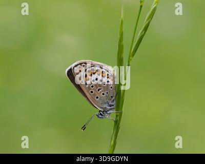 Silver Studded Blue Butterfly (Plebejus argus) femmina, Ehrwald, Austria Foto Stock
