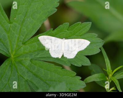 Cream Wave Moth (Scopula floslactata) Ehrwald, Austria Foto Stock