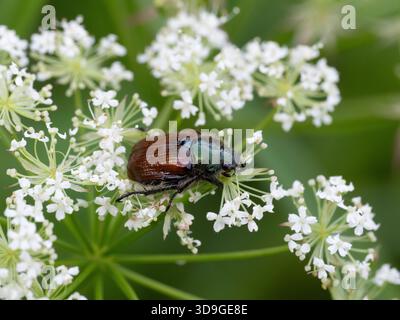 Garden Chafer Beetle (Phyllopertha horticola) su fiore bianco, Ehrwald, Austria Foto Stock