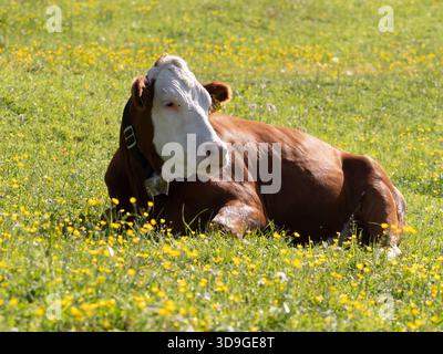 Mucca al pascolo sul prato alpino di Ehrwald, Austria Foto Stock