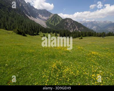 Vista panoramica sul prato fiorito e sulle montagne, Marienberg, Biberwier, Austria Foto Stock