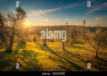 Vista di un uliveto nella campagna ondulata vicino a Santa luce, regione Toscana, Italia. Gli ulivi gettano lunghe ombre sull'erba dorata. Foto Stock