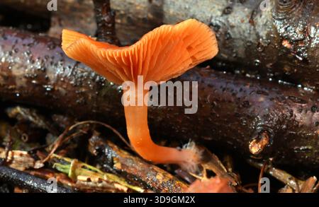 Funghi, arancio pallido/giallo che crescono in boschi misti Foto Stock