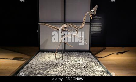 Londra, Regno Unito. 5 dicembre 2025. Lo scheletro ben conservato di un oviraptorosauro chiamato "Spike" è in mostra a Londra. Comprende circa 100 elementi ossei fossili provenienti da tutte le principali aree scheletriche, integrati da parti ricostruite e stampate in 3D. Lo scheletro sarà messo all'asta come parte dell'asta "Groundbreakers: Icons of Our Time" al Christie's di Londra l'11 dicembre 2025. Crediti: Philip Dethlefs/dpa/Alamy Live News Foto Stock