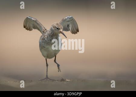 Ruff sbatte le ali che atterrano sul letto del fiume sabbioso Foto Stock
