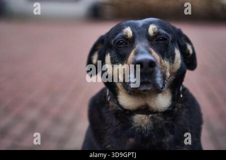 Tranquillo cane nero e abbronzato seduto su un terreno rustico di mattoni Foto Stock