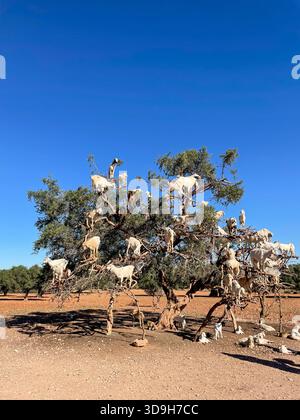 Capre arroccate su un albero di argan sotto il cielo limpido marocchino nella regione rurale di Souss, terra secca, luce calda e atmosfera tranquilla in Marocco Foto Stock
