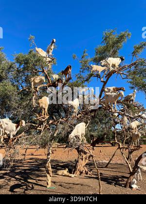 Capre arroccate su un albero di argan sotto il cielo limpido marocchino nella regione rurale di Souss, terra secca, luce calda e atmosfera tranquilla in Marocco Foto Stock