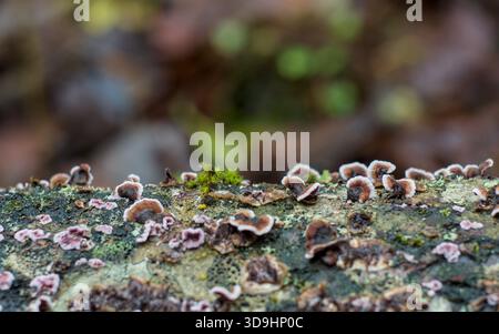 Bracket funghi e Lichen su un tronco in decadenza in una foresta umida - ecologia tranquilla e la delicata bellezza del decadimento naturale e della vita microbica Foto Stock