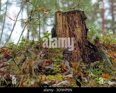Monumento monumentale in decadenza circondato da muschio e nuovi alberelli in una foresta nebbiosa Foto Stock