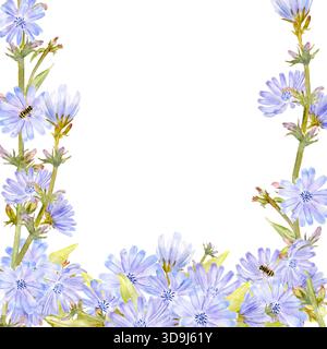 Una cornice quadrata aperta con fiori di cicoria blu pastello con steli foglie e api, illustrazione ad acquerello. Semplice clip art di un caffè decaffeinato Foto Stock