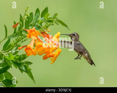 Il colibrì di Anna in volo bevendo dal fiore d'arancia con le ali allungate Foto Stock