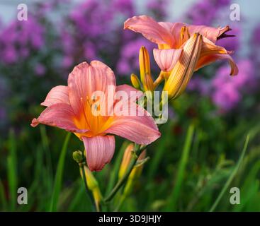 Una pesca colorata giorno nel giardino estivo. Foto Stock