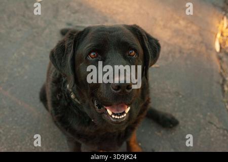 Cucciolo di Black Labrador al tramonto Foto Stock