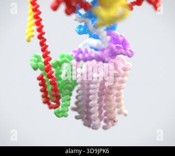 Illustrazione che raffigura il modello molecolare dell'adenosina trifosfato (ATP) sintasi. Si tratta di un complesso enzimatico essenziale che svolge un ruolo fondamentale come valuta energetica primaria della cellula. Nelle cellule eucariotiche, la maggior parte dell'ATP è sintetizzata all'interno dei mitocondri, spesso indicati come "centrali elettriche della cellula". La sintesi dell'ATP è facilitata principalmente dal complesso enzimatico ATP sintasi, che funziona come una macchina molecolare altamente efficiente. Foto Stock