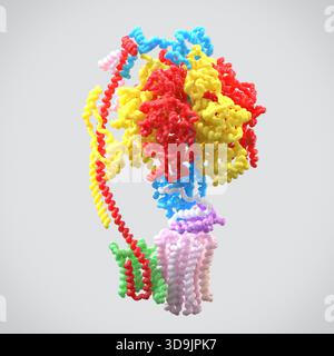 Illustrazione che raffigura il modello molecolare dell'adenosina trifosfato (ATP) sintasi. Si tratta di un complesso enzimatico essenziale che svolge un ruolo fondamentale come valuta energetica primaria della cellula. Nelle cellule eucariotiche, la maggior parte dell'ATP è sintetizzata all'interno dei mitocondri, spesso indicati come "centrali elettriche della cellula". La sintesi dell'ATP è facilitata principalmente dal complesso enzimatico ATP sintasi, che funziona come una macchina molecolare altamente efficiente. Foto Stock