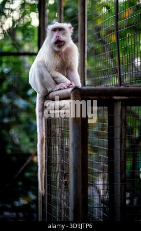 Scimmia bianca seduta su una gabbia in un ambiente zoo Foto Stock