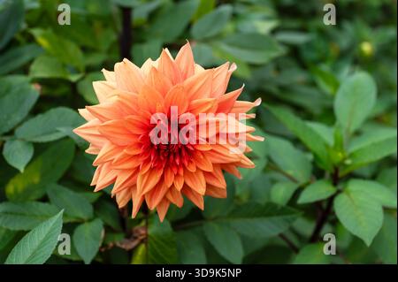 Vista ravvicinata della splendida pesca e arancio Sunset Dahlias semi-cactus con una coccinella nel vivace centro. Natura autunnale, fiori e selvaggina Foto Stock