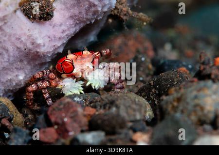 Granchio pugile, granchio cheerleader, granchio pugile a mosaico, granchio da pompon, tessellata Lybia, Tulamben, Bali, Indonesia Foto Stock