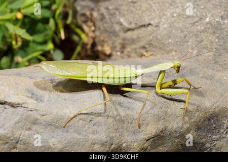 Gigantesche mantide asiatiche (Hierodula patellifera) su una roccia, Sulawesi meridionale Foto Stock