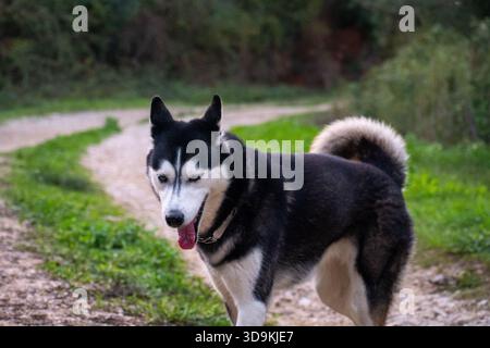 Colpo a corpo intero di Siberian Husky in piedi su un sentiero sterrato nella foresta. Cane bianco e nero con coda riccia e lingua che camminano lungo un sentiero Foto Stock
