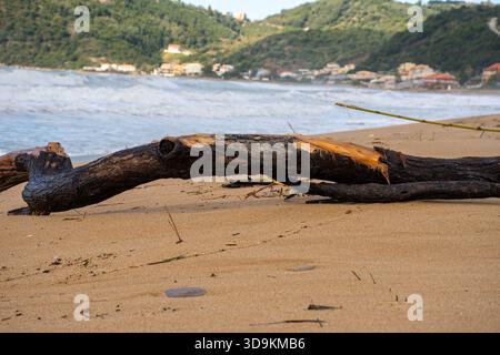 Grandi tronchi di legno di palude intemperie adagiati su una spiaggia sabbiosa con onde che si infrangono e sullo sfondo di un villaggio costiero sull'isola di Corfù, in Grecia Foto Stock
