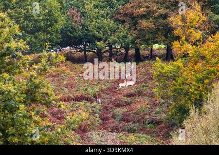 Branco di cervi selvatici che cammina nel bosco durante la stagione dei rutting, Knole, Kent, Inghilterra Foto Stock