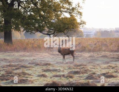 Una mandria di cervi rossi durante la stagione dei rutting e la nebbia mattutina, Londra, Inghilterra Foto Stock