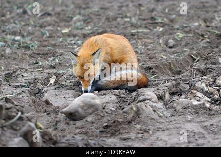 Volpe rossa, Vulpes vulpes, seduta a terra in un campo dove erano state coltivate le barbabietole da zucchero. Una volpe nel bel mezzo della caccia al cibo. Foto Stock
