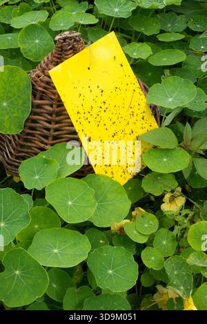 Trappola per insetti gialla adesiva nelle piante da giardino Foto Stock