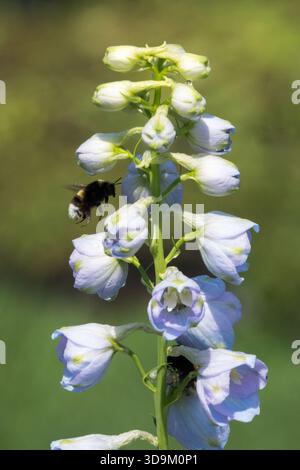 Bumblebee che vola verso Larkspur Flower Candle Delphinium Foto Stock