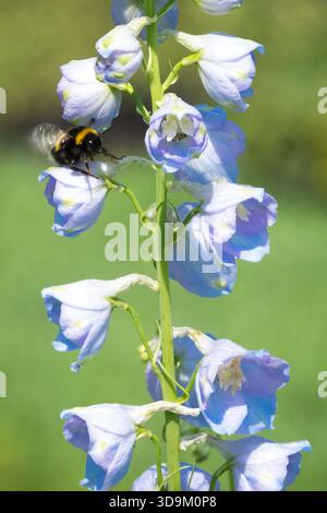 Bumblebee on Larkspur Flower Candle Delphinium Foto Stock