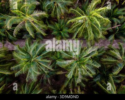 Una splendida vista aerea rivela le vibranti palme dell'isola di Koh Kood in Thailandia, creando un paradiso tropicale. Sentieri tranquilli invitano i viaggiatori a esplorare questa splendida destinazione piena di natura. Foto Stock