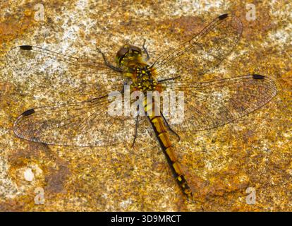 Foto macro Dragonfly Foto Stock