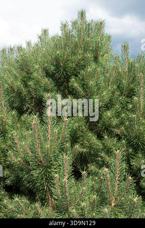 Pinus sylvestris 'Westonbirt' Scotch Pine Foto Stock