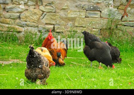 Cockerel con la sua famiglia di galline che picchiano sull'erba in un'azienda agricola del Somerset. Foto Stock