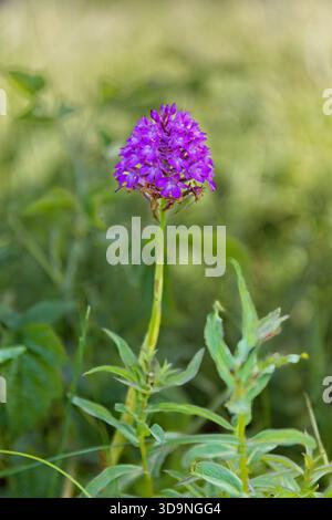 Primo piano dell'orchidea piramidale (anacamptis pyramidalis) su uno sfondo naturale fuori fuoco in estate, Abruka, Saaremaa, Estonia. Foto Stock