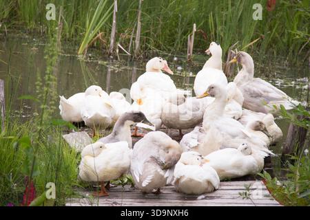 Stormo di oche del villaggio vicino allo stagno su una piattaforma di legno Foto Stock