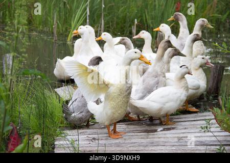 Stormo di oche del villaggio vicino allo stagno su una piattaforma di legno Foto Stock