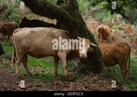 La mucca riposa vicino all'albero muschio nel verde pascolo, con altri bovini che pascolano sullo sfondo, mostrando la tranquilla vita rurale e la bellezza naturale Foto Stock