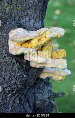 Pollo al fungo del bosco Laetiporus sulfureus Cream color crema di funghi arancione brillante Poliporo che cresce sul tronco dei ciliegi estate di agosto Foto Stock