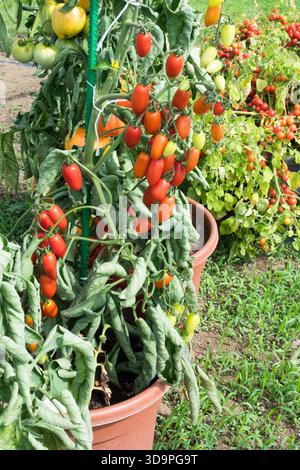 Solanum lycopersicum che cresce in pentole di pomodoro Foto Stock