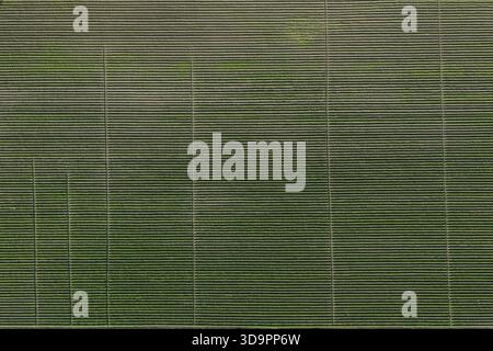 Veduta aerea di filari ordinati di terreni coltivati che creano un arazzo geometrico con alternanza di sfumature di verde e marrone, Paestum, Campania, Italia. Foto Stock