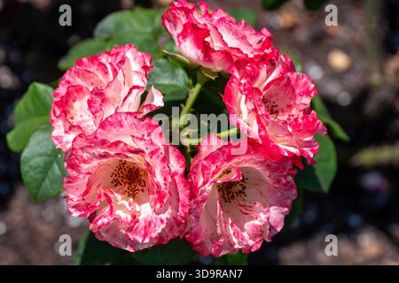 Un gruppo di rose variegate e suggestive, bianche con bordi rossi e rosa prominenti, fiorisce insieme in forte contrasto contro il suolo scuro e le foglie verdi. Foto Stock
