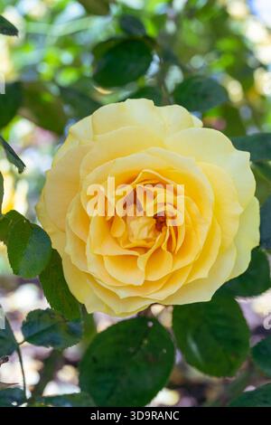 Una magnifica rosa gialla perfettamente formata fiorisce vibrantemente al suo apice, evidenziata dalla luce solare brillante e dal verde intenso del giardino. Foto Stock